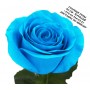 Голубые розы, Голубая роза